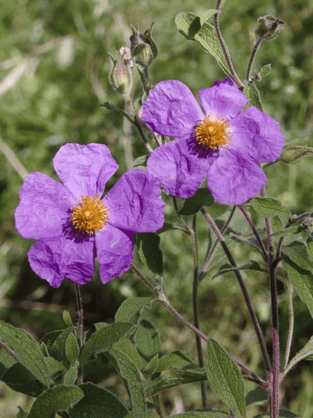 Des images de diffrentes plantes